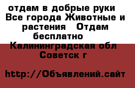 отдам в добрые руки - Все города Животные и растения » Отдам бесплатно   . Калининградская обл.,Советск г.